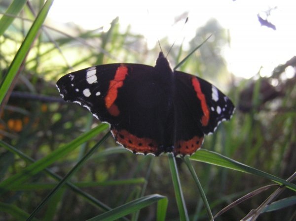 Фотовиставка Тетяни Полуектової